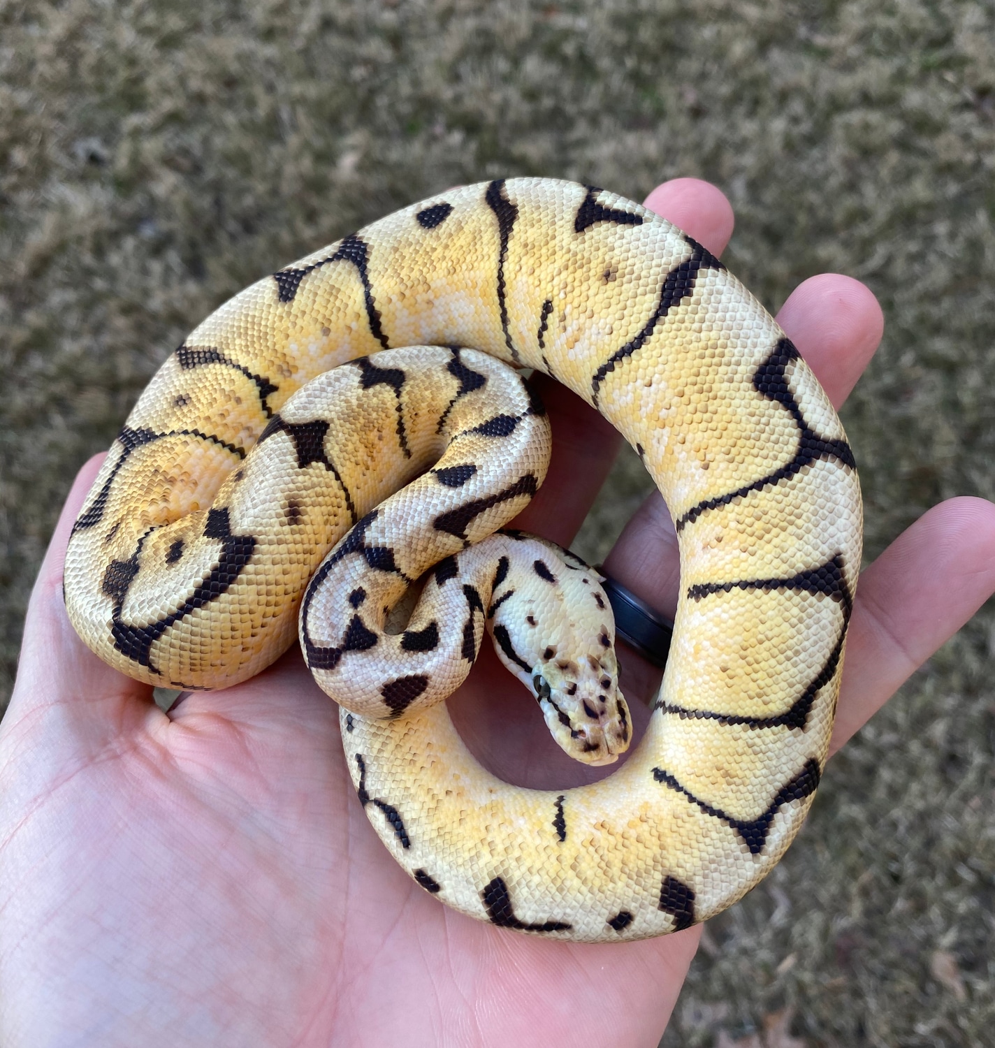 Bumblebee Het Clown Ball Python by Frameshift Reptiles LLC - MorphMarket