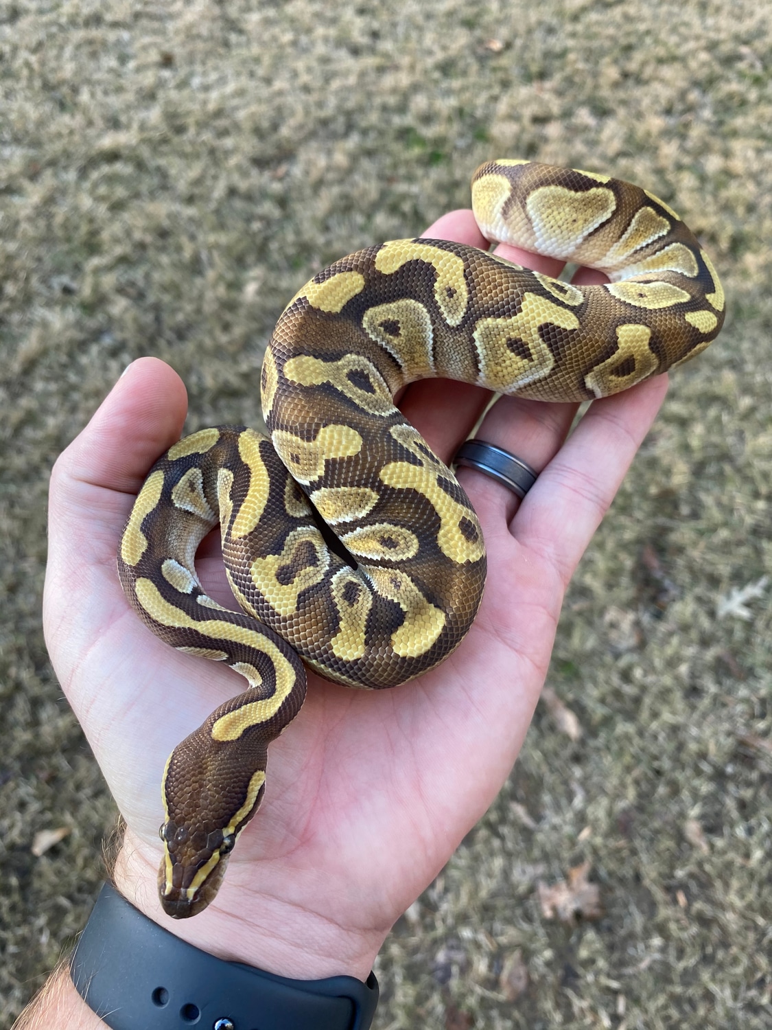 Enchi Mojave Ball Python by Frameshift Reptiles LLC MorphMarket