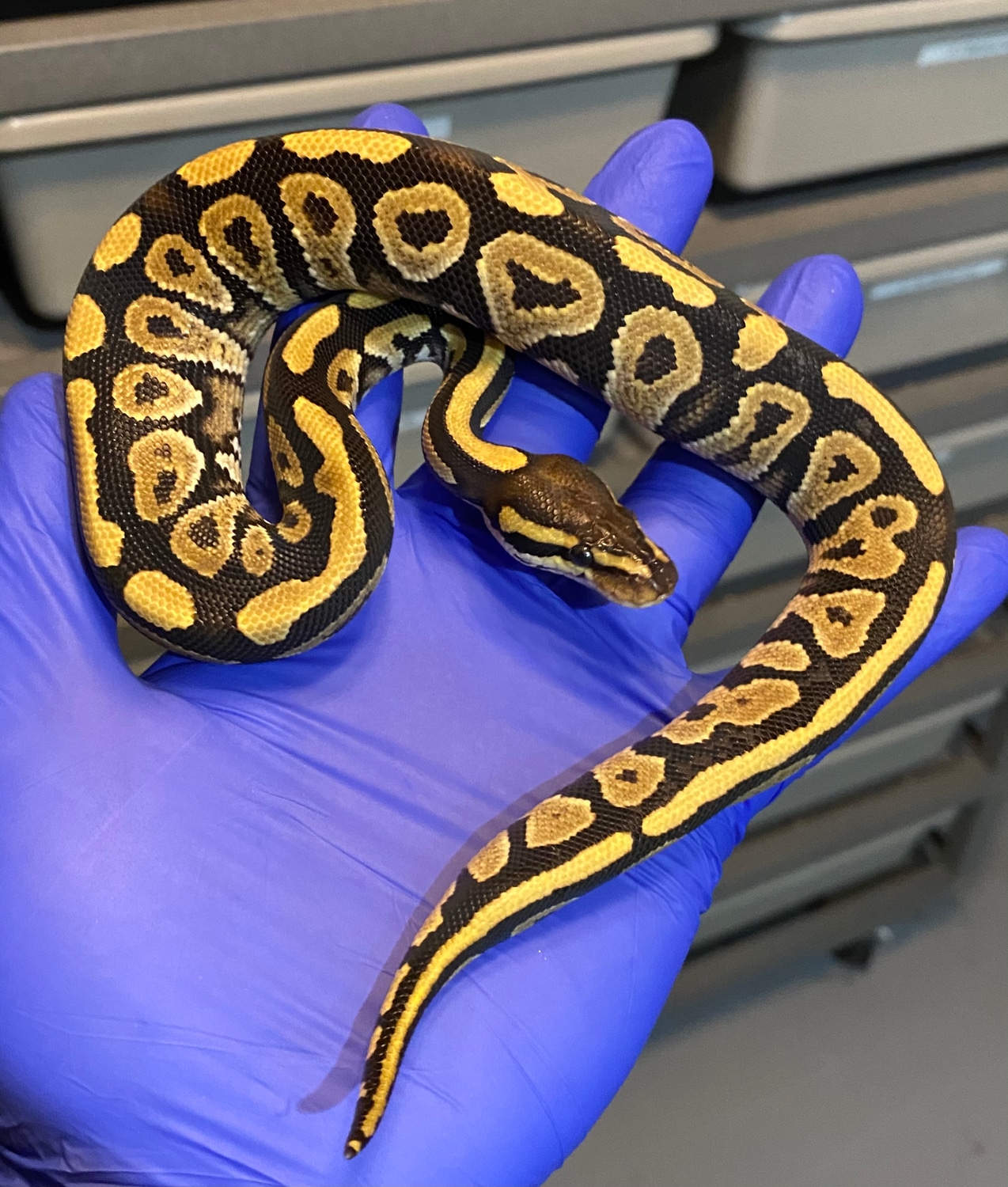 Mystic Yellowbelly Or Spark Ball Python by Frameshift Reptiles LLC