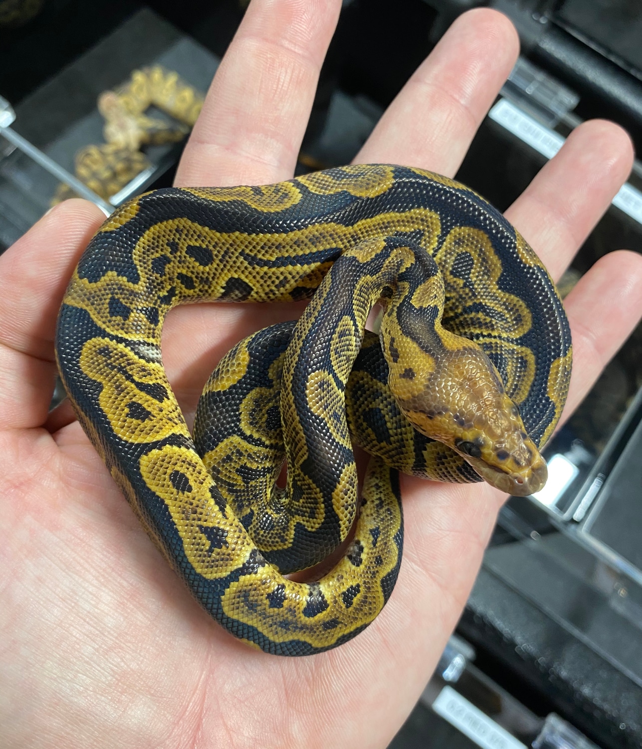 GHI Clown Ball Python by Frameshift Reptiles LLC MorphMarket