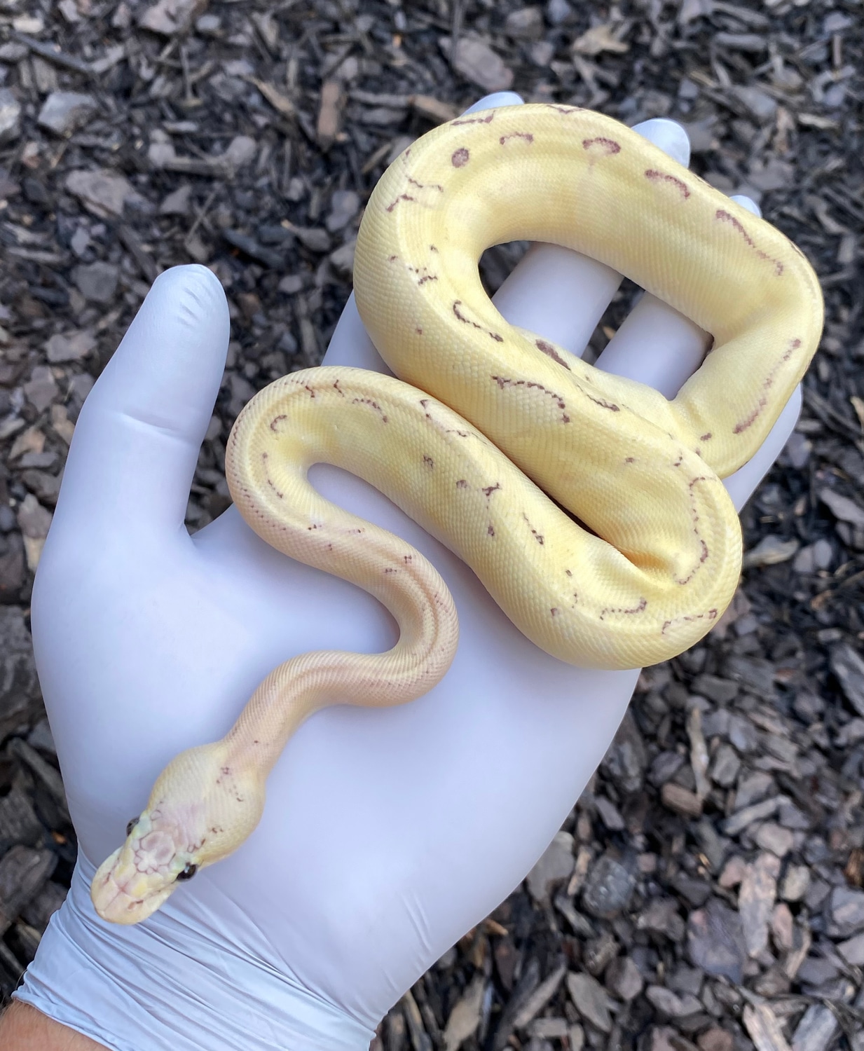 Champagne Enchi Fire Orange Dream Pastel Ball Python by Frameshift