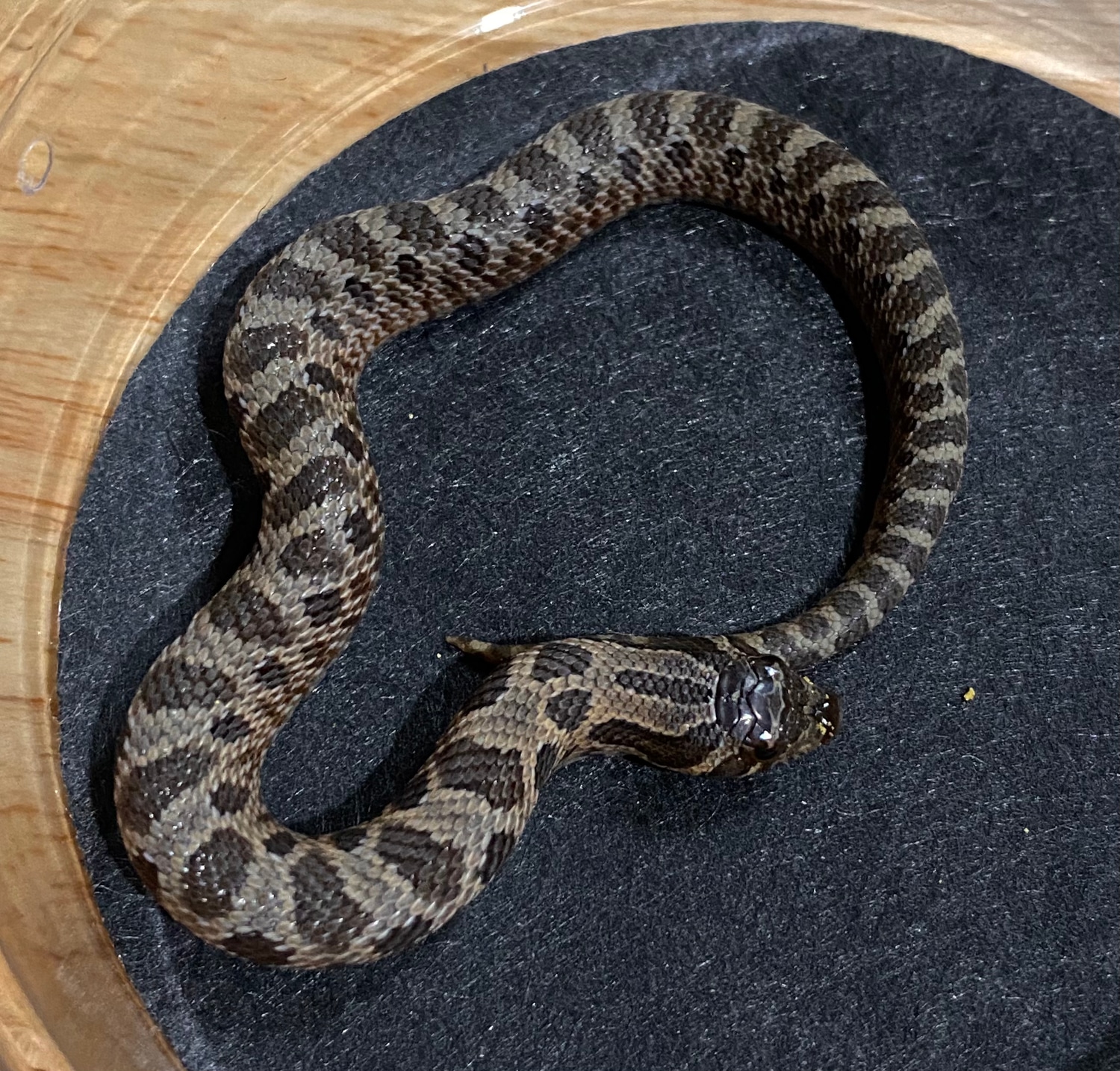 Sable Het Albino Western Hognose by Frameshift Reptiles LLC MorphMarket