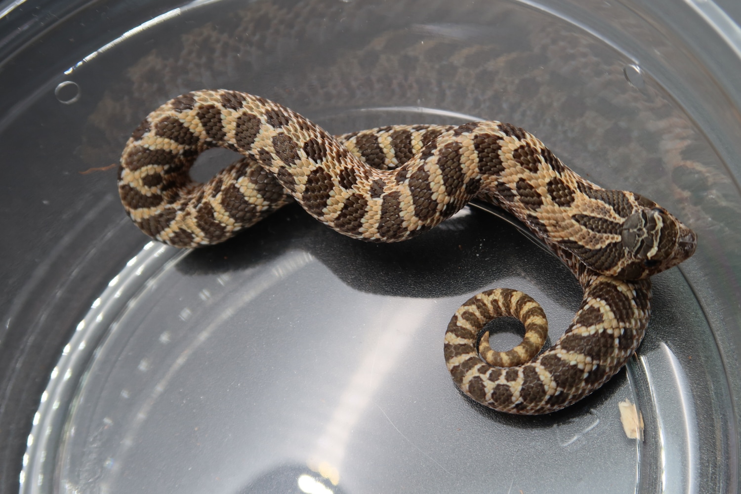 Sable Het Albino Western Hognose by Frameshift Reptiles LLC MorphMarket