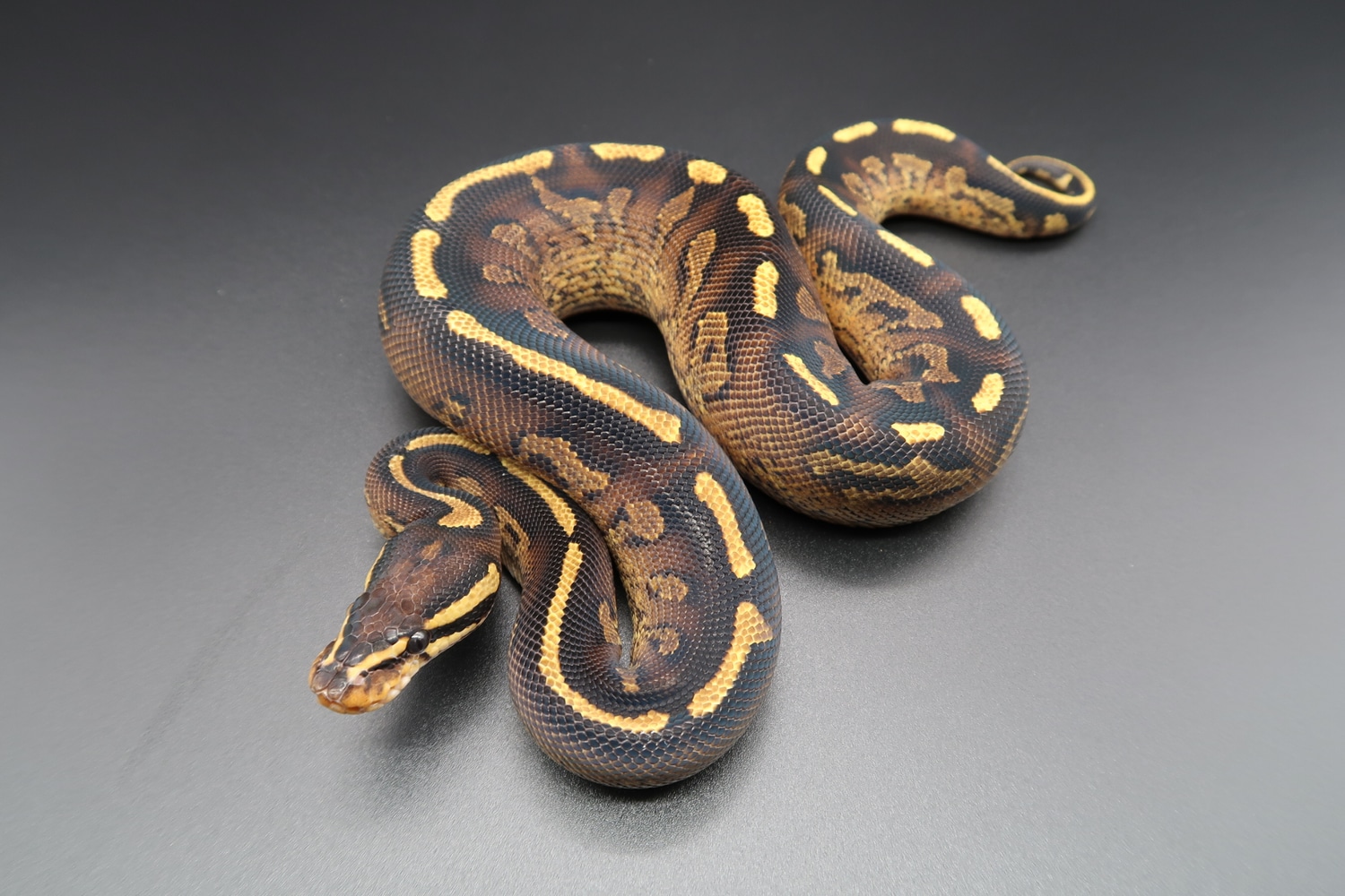 Gravel Asphalt (Pavement) Ball Python by Frameshift Reptiles LLC