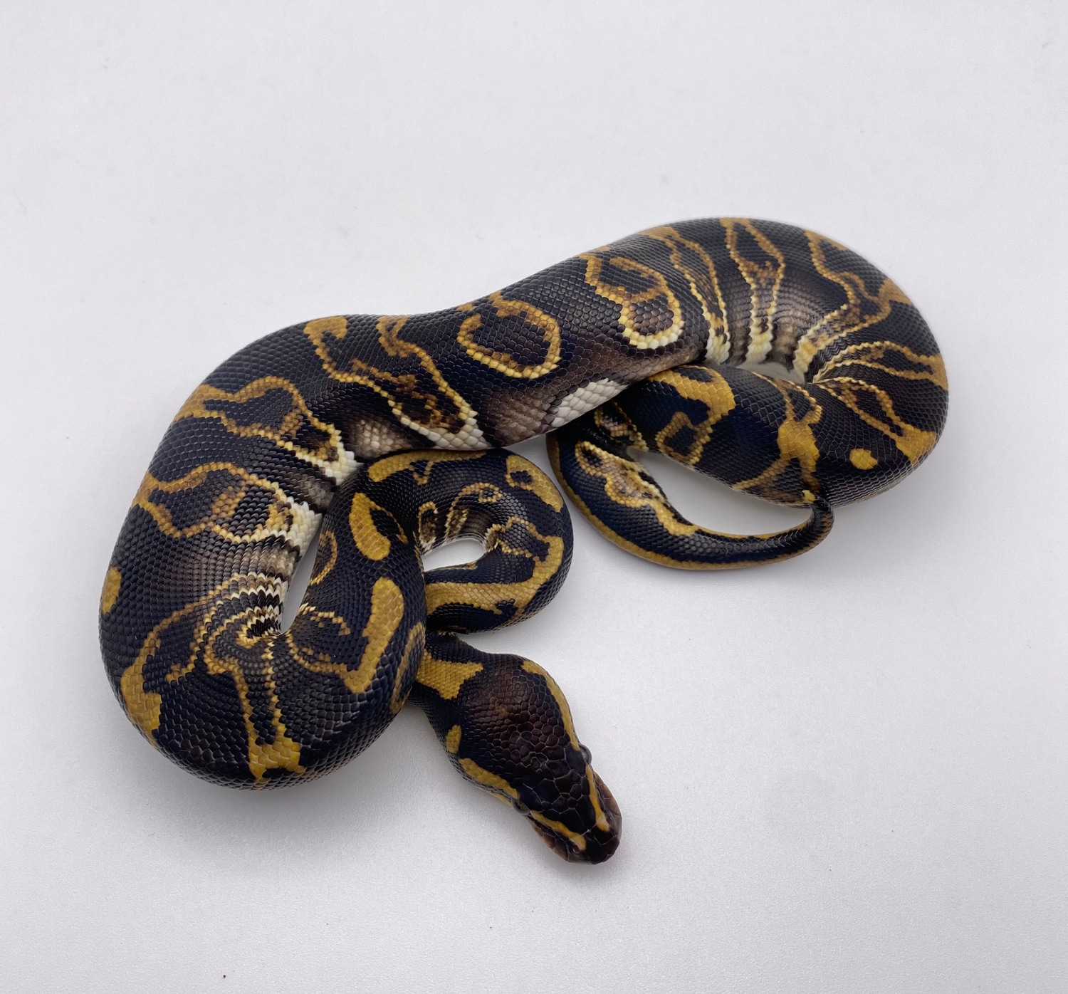 GHI Leopard Ball Python by Frameshift Reptiles LLC MorphMarket