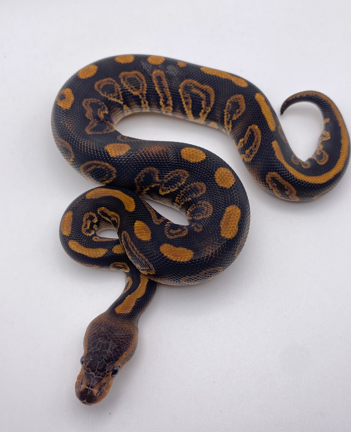 Wookie Black Pastel Yellowbelly Ball Python by Frameshift Reptiles LLC