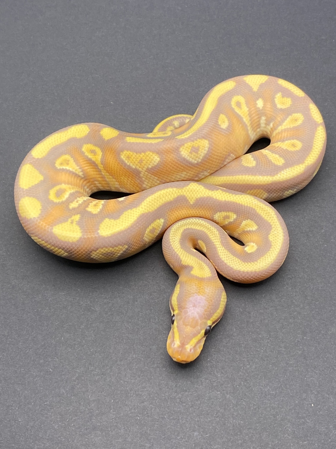 Banana Mojave Yellowbelly Het Clown FEMALE MAKER Ball Python by