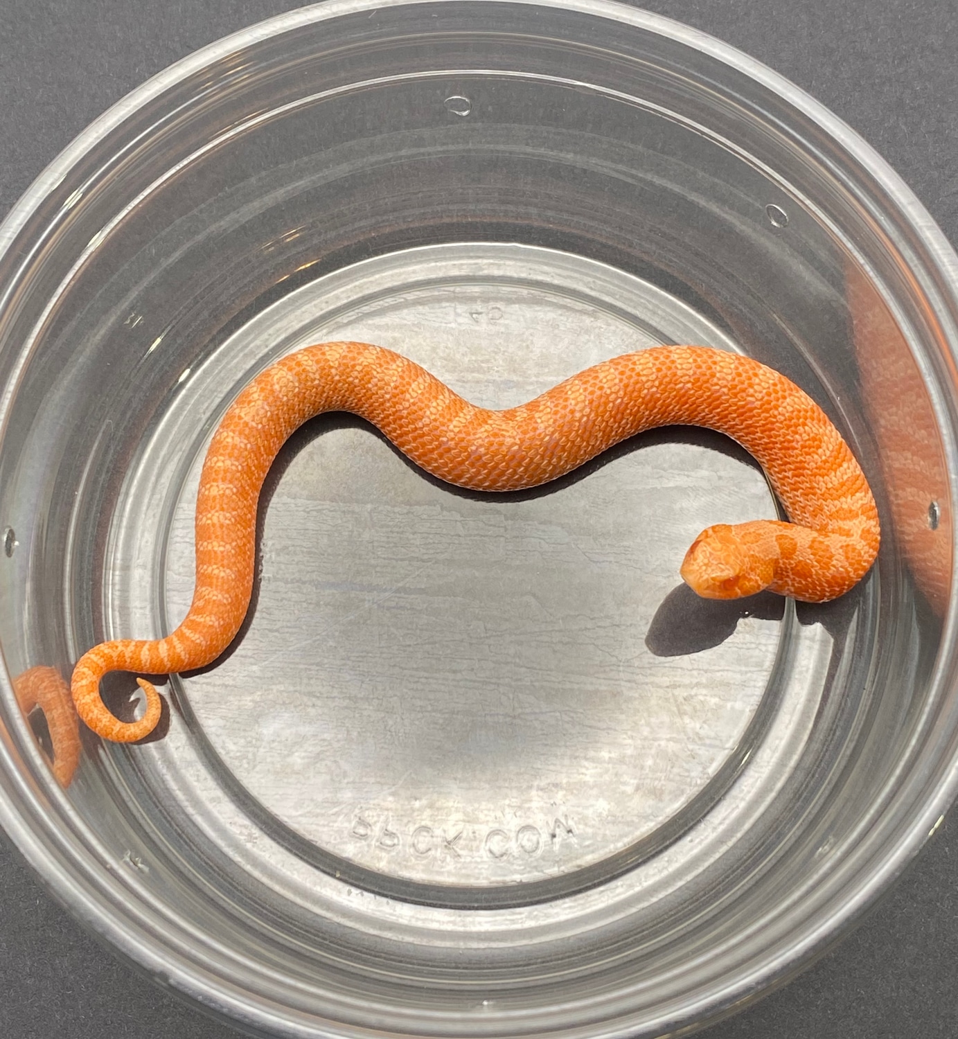 Sunburst Western Hognose by Frameshift Reptiles LLC MorphMarket
