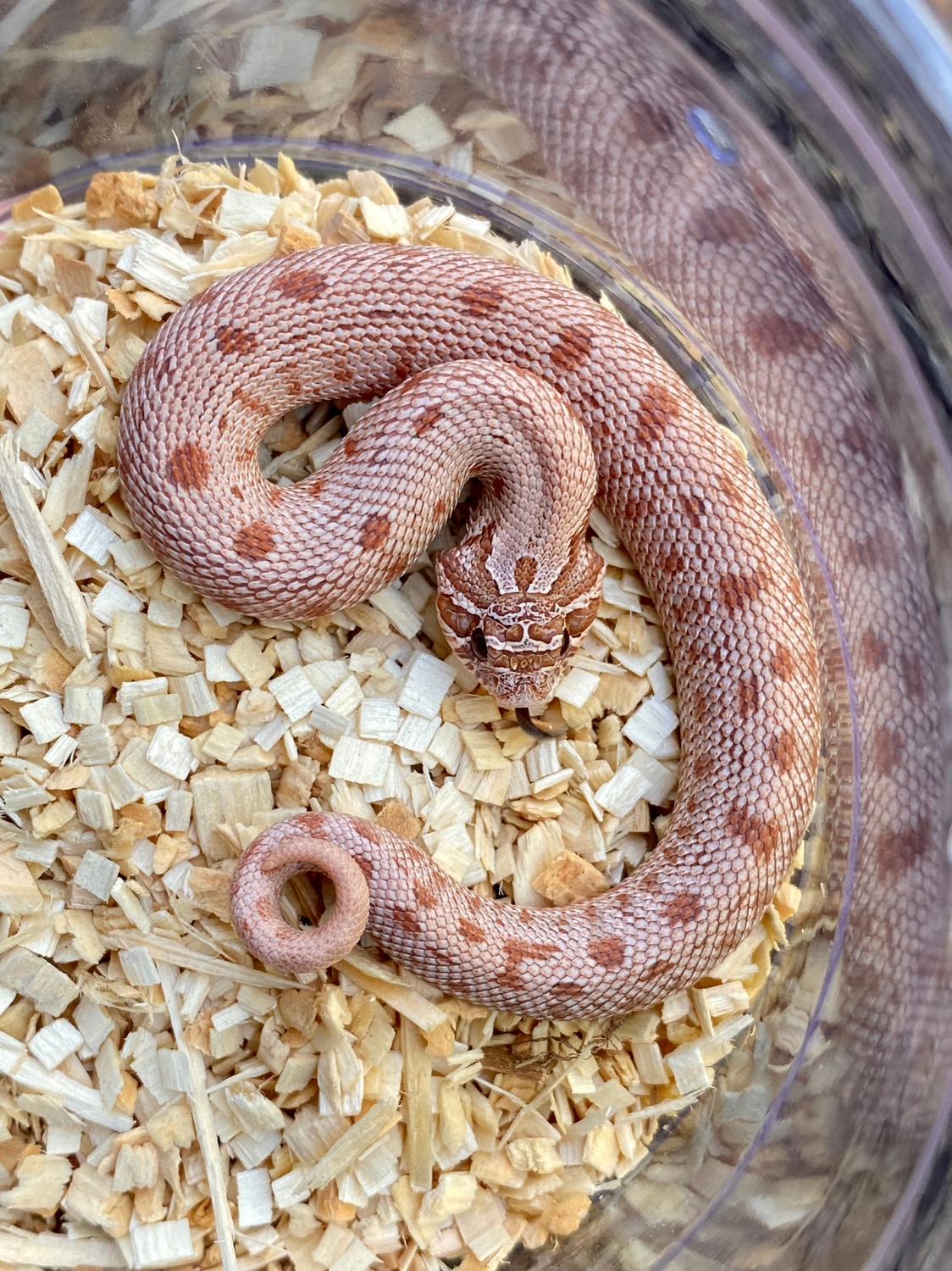 Lavender Anaconda 50 Het Albino Western Hognose by Frameshift Reptiles