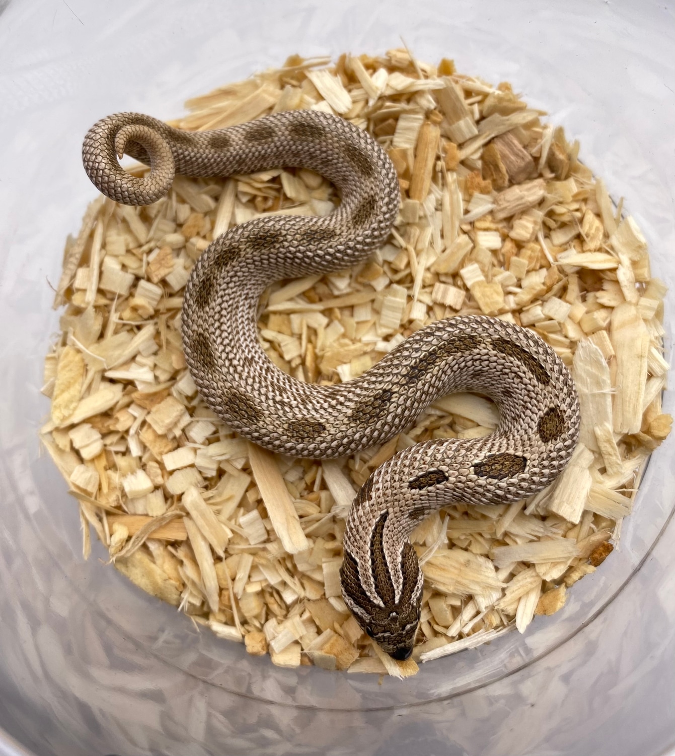 Arctic Anaconda Het Albino Western Hognose by Frameshift Reptiles LLC