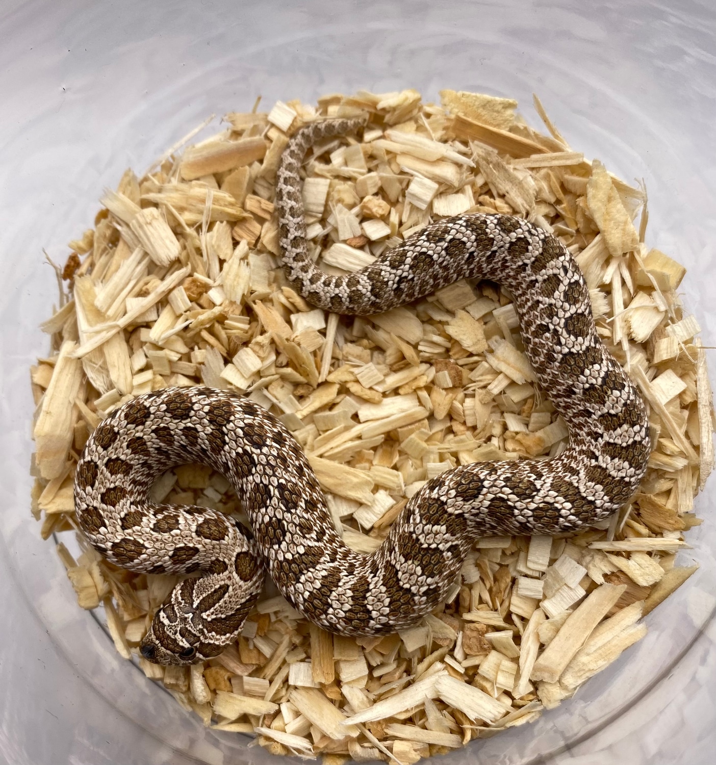 Arctic Het Albino Western Hognose by Frameshift Reptiles LLC MorphMarket