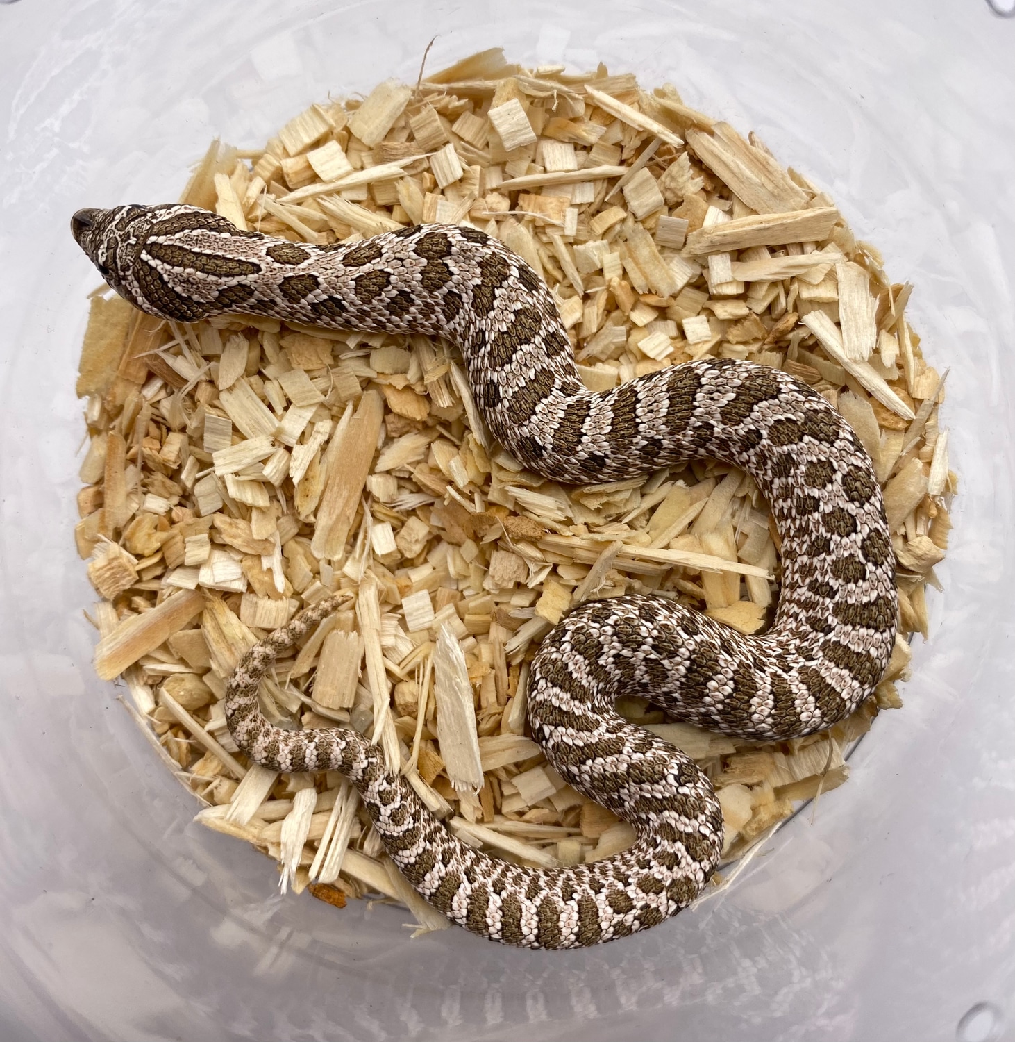 Arctic Het Albino Western Hognose by Frameshift Reptiles LLC MorphMarket