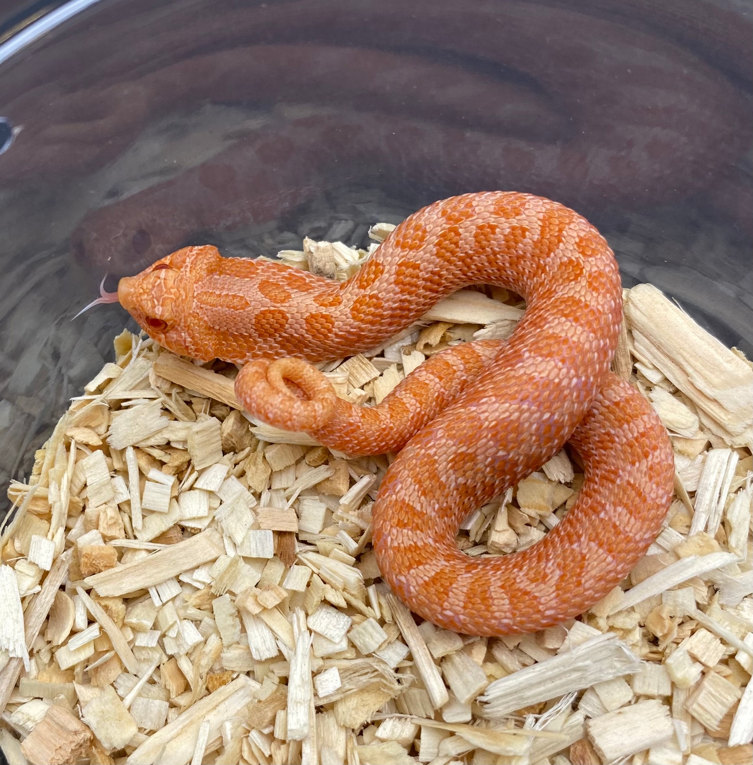 Sunburst Western Hognose by Frameshift Reptiles LLC MorphMarket