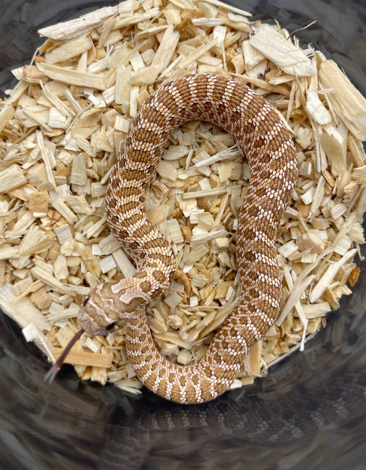Toffeebelly Western Hognose by Frameshift Reptiles LLC MorphMarket