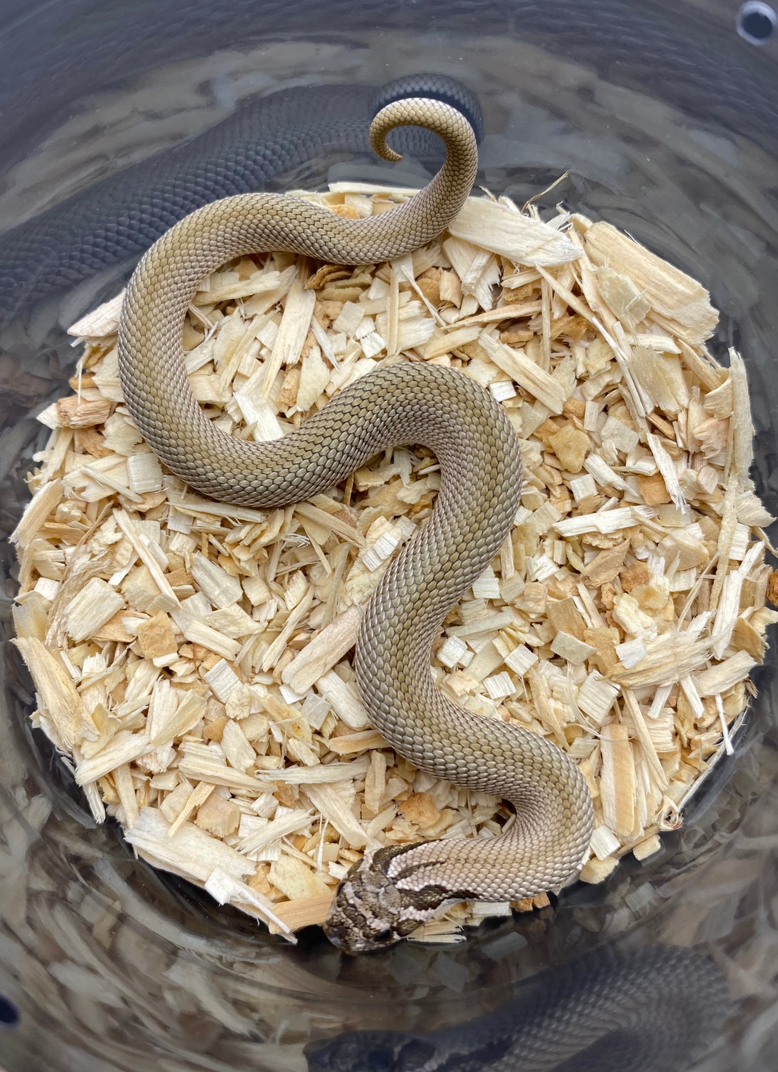 Super Anaconda Het Toffeebelly Western Hognose by Frameshift Reptiles