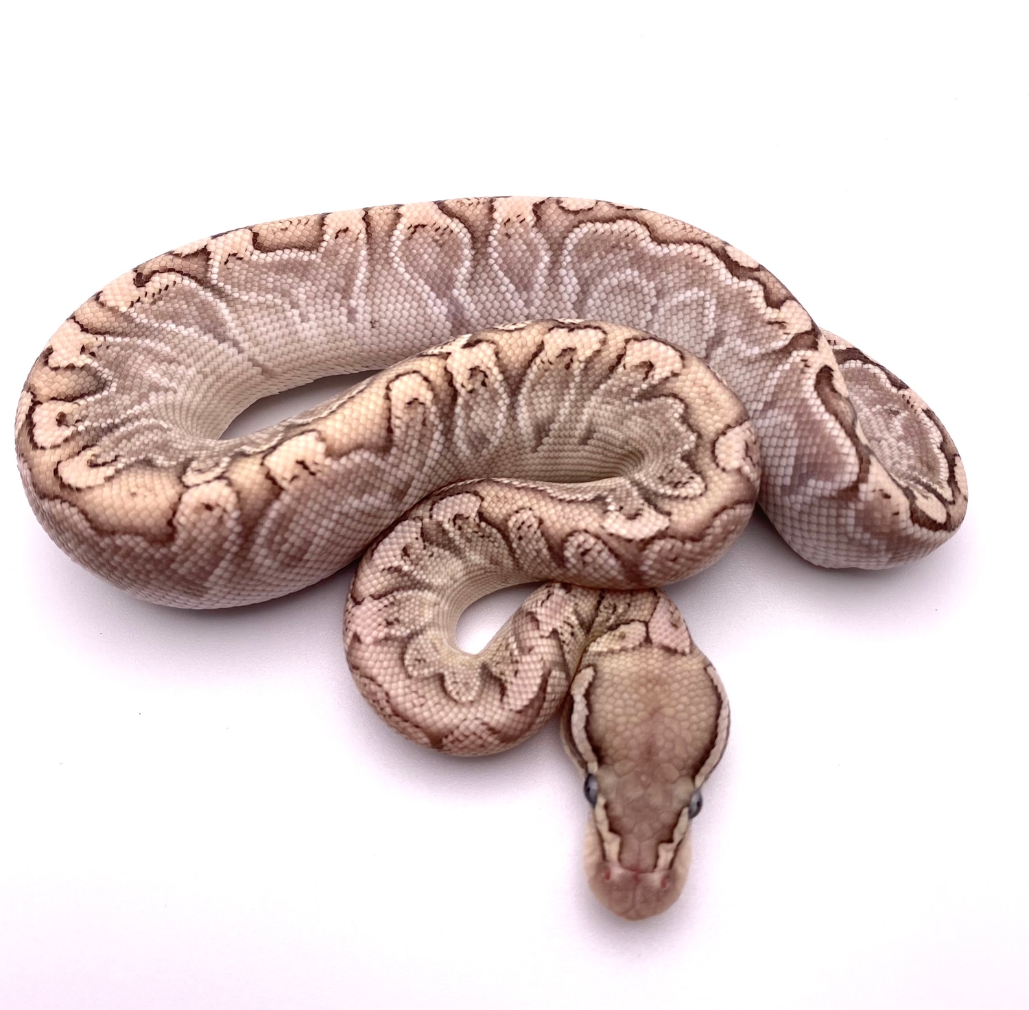 GHI Bamboo Het Clown Ball Python by Frameshift Reptiles LLC MorphMarket