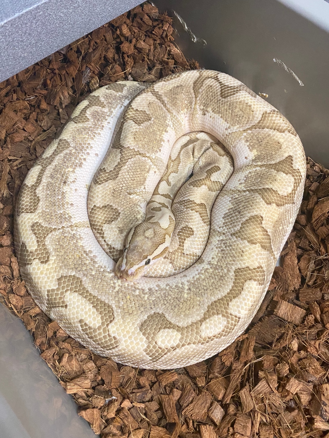 Bamboo Enchi Possible Het Red Axanthic Ball Python by Frameshift