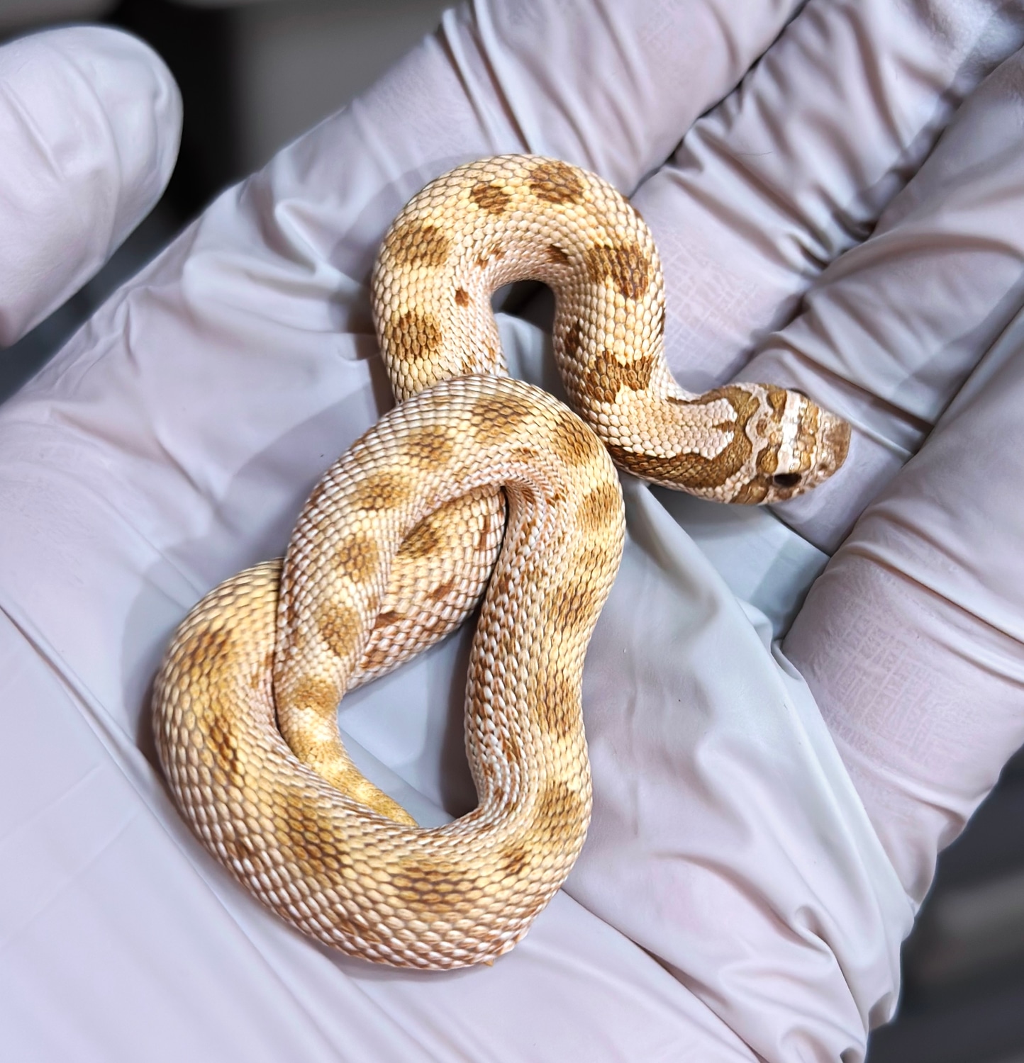 Green Line Toffee Anaconda Western Hognose by Frameshift Reptiles LLC