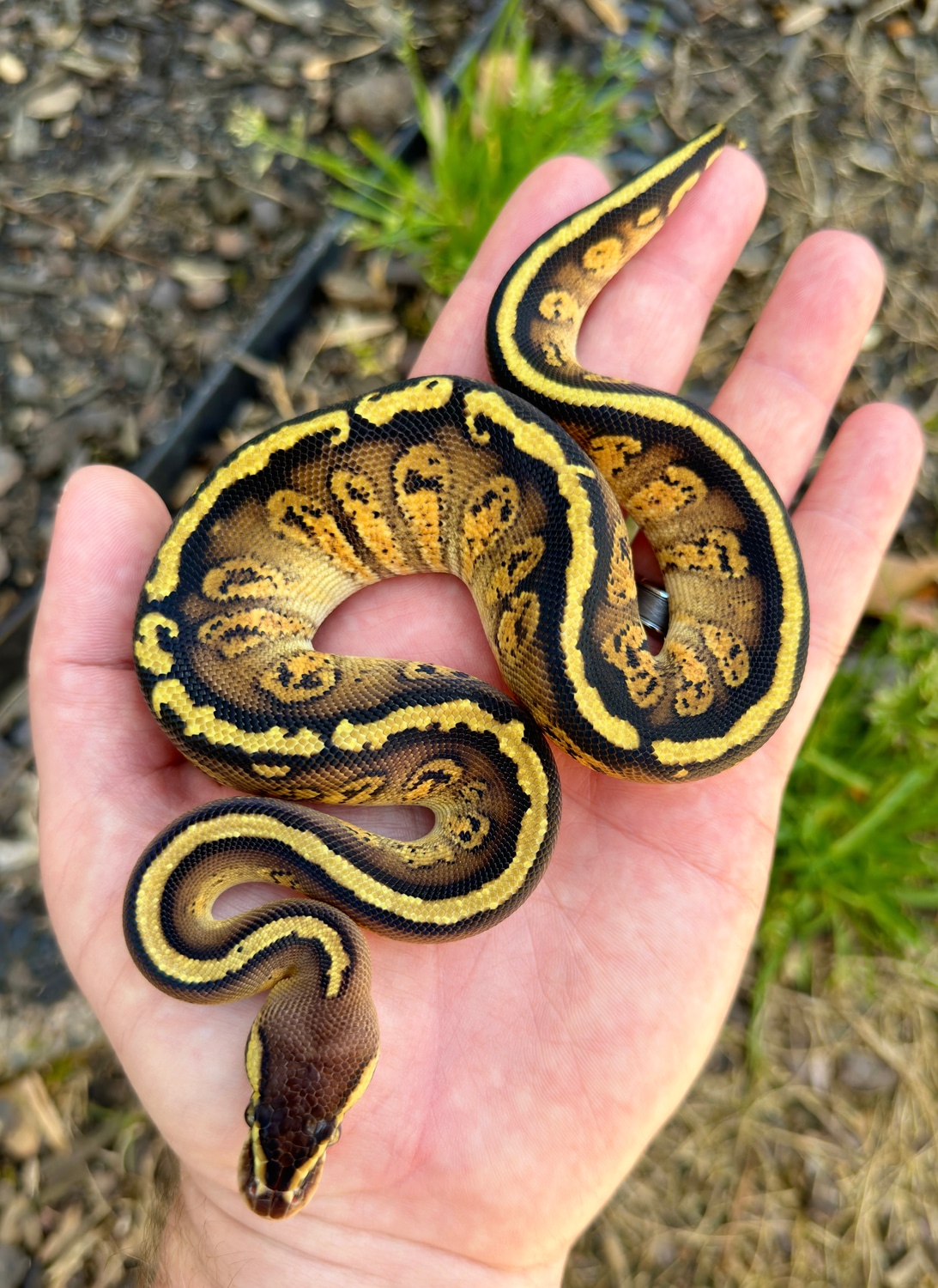 Pastel Red Stripe Cypress Pixel Het Stripe Ball Python by