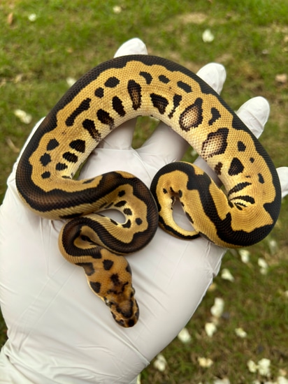Lace Ball Python Leopard Clown Possible Yellowbelly And/or Lace Ball Python by ...