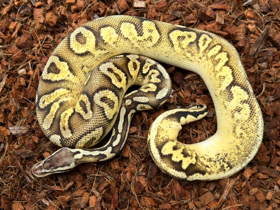 Citrus Pastel Yellowbelly Whiteout Ball Python by Frameshift Reptiles LLC