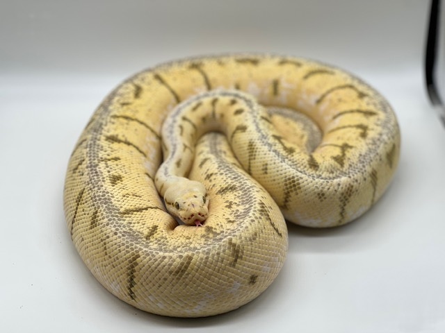 Super Pastel Spider Pinstripe Het Monarch Ball Python by Prizm Pythonz ...