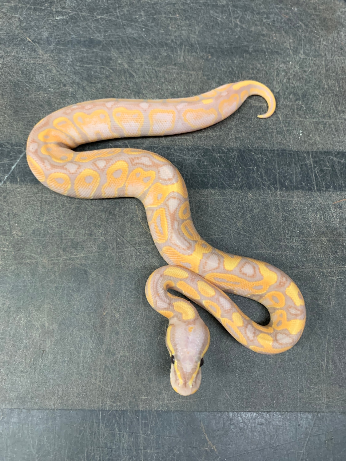 Banana 50 Het Monsoon Ball Python by DPR coldblood MorphMarket