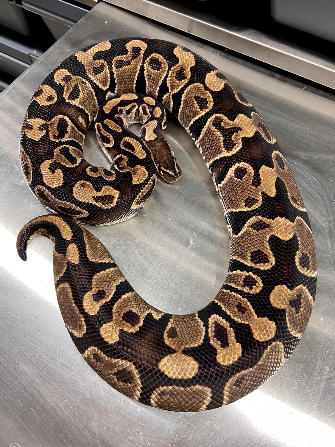 Het Piebald Ball Python by DPR coldblood MorphMarket