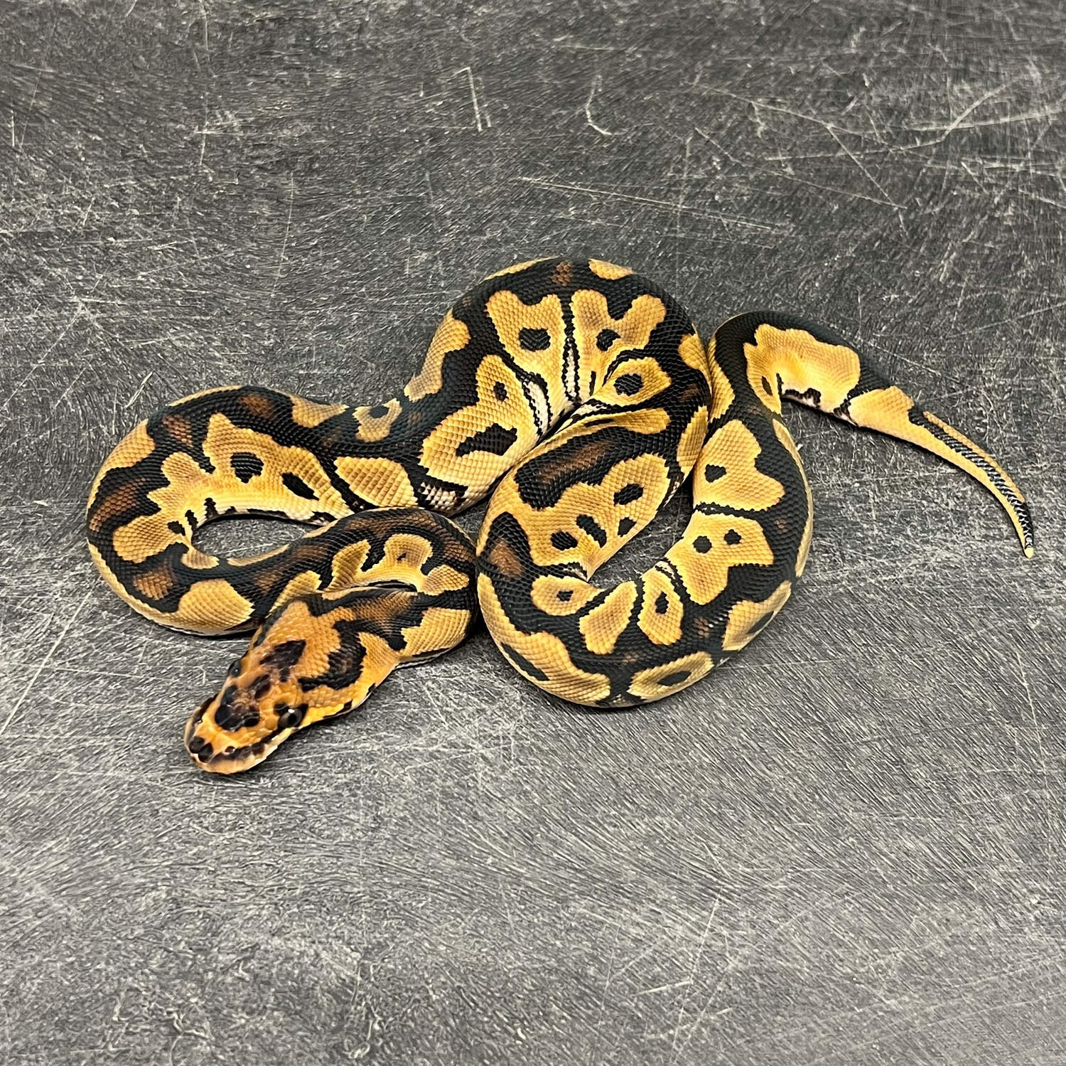 OD Redstripe Clown Profile Picture