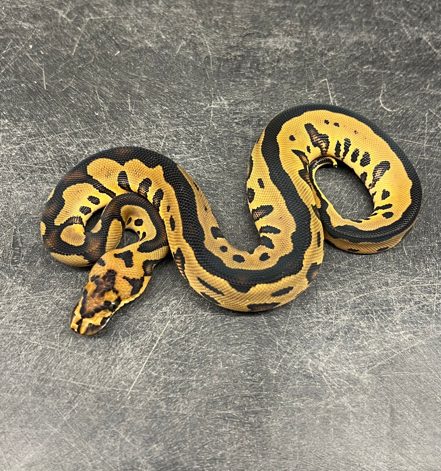 Leopard Clown Het Monsoon Profile Picture