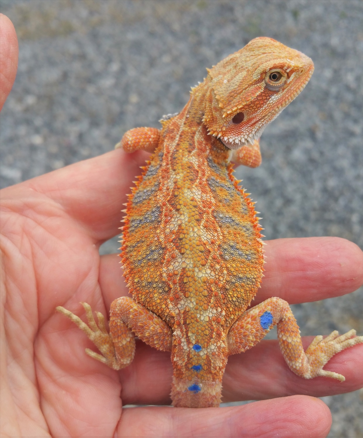 Twnsnow White Blue Flame Bearded Dragon 33 - uwt6kt6
