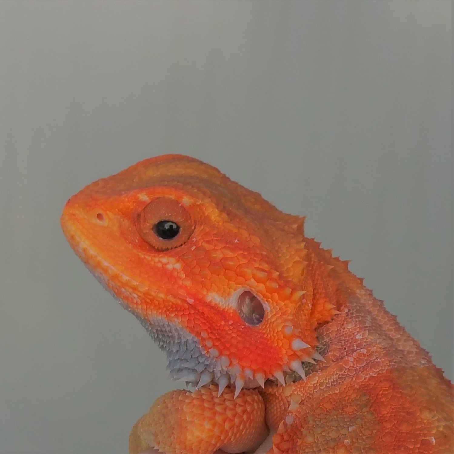 Mr. Glowy Central Bearded Dragon by Draggintails Llc MorphMarket
