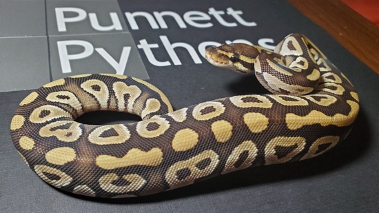 Mojave Ball Python by Punnett Pythons