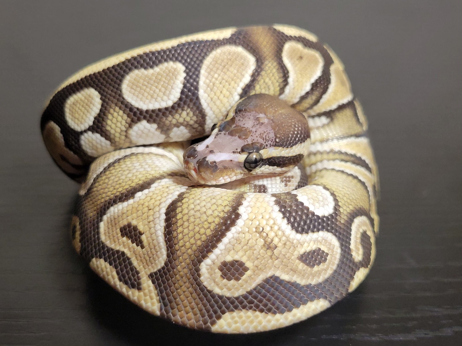 Scaleless Head Russo Ball Python by Frognose Exotics - MorphMarket