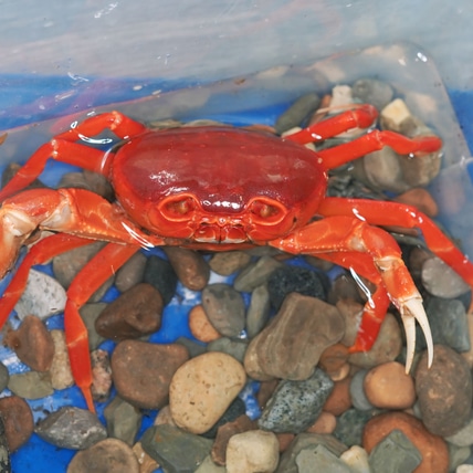 Red Pirate Crab Vietorintalia Rubrum More Invertebrate