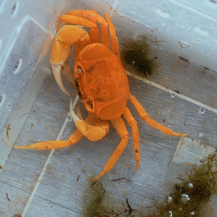 Golden Pirate Crab - Vietorintalia Rubrum More Invertebrate