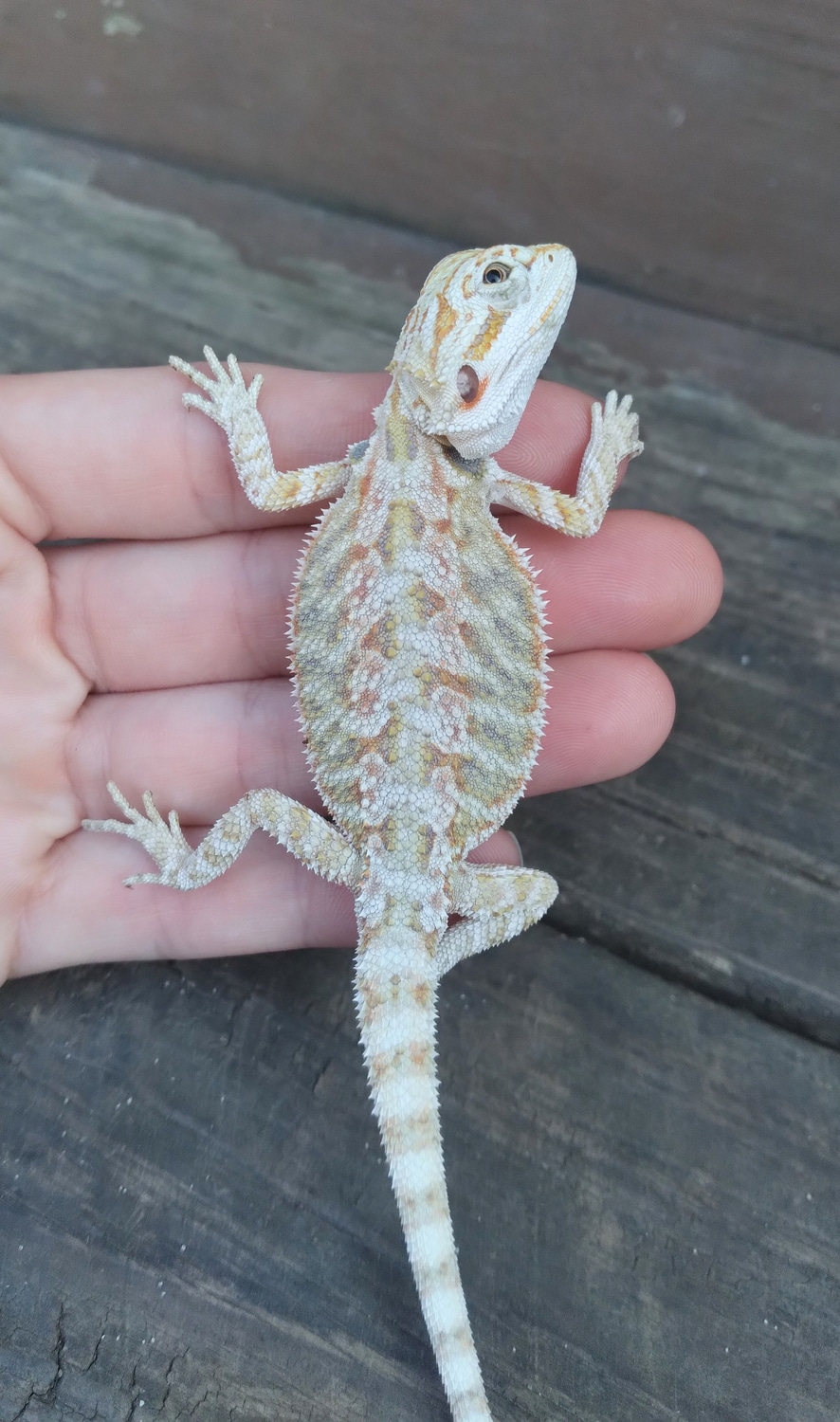 Citrus Sandfire Central Bearded Dragon by Dragon Fortress Reptiles