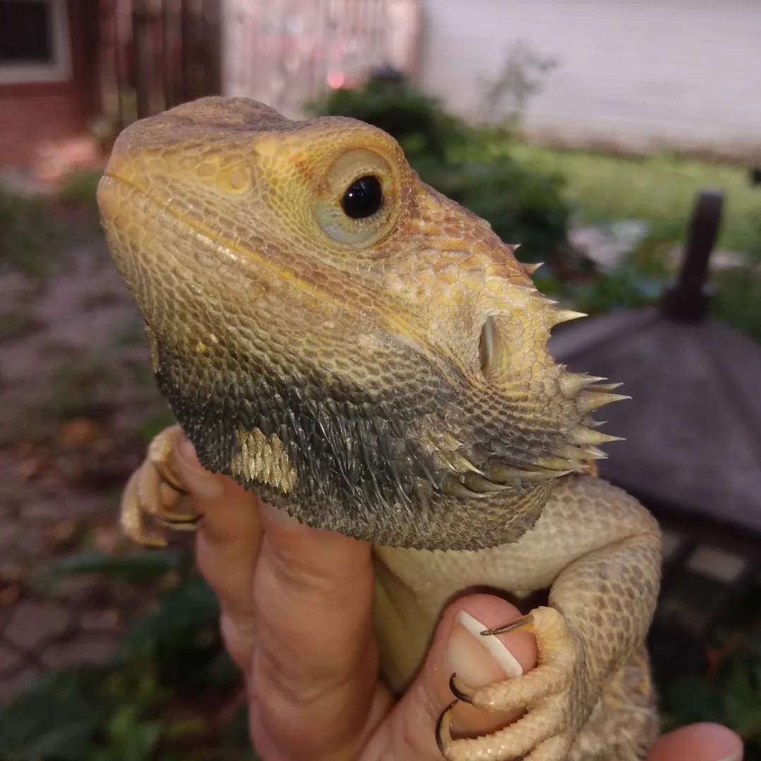 Shipping Included Pied G Stripe Central Bearded Dragon by