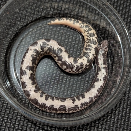 Anery Kenyan Sand Boa