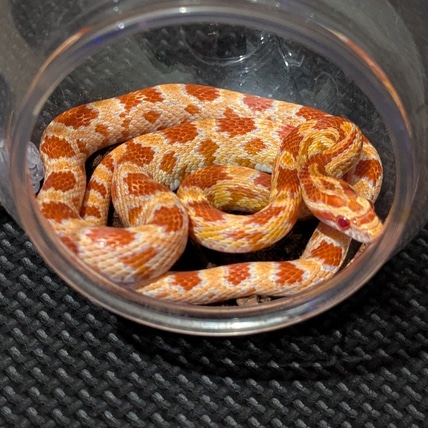 Amel Corn Snake