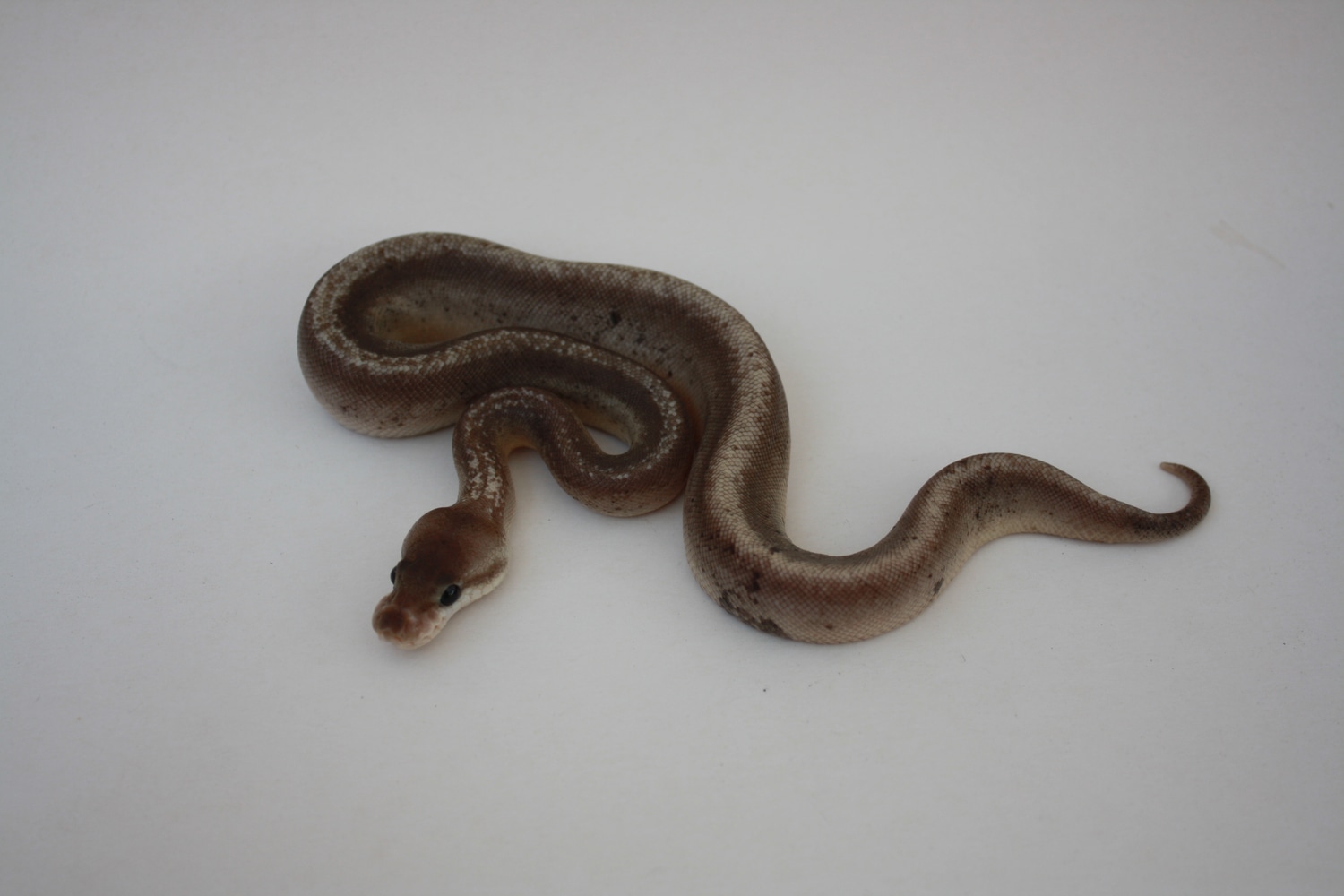 Silver Bullet Ball Python by DragonHerp - MorphMarket