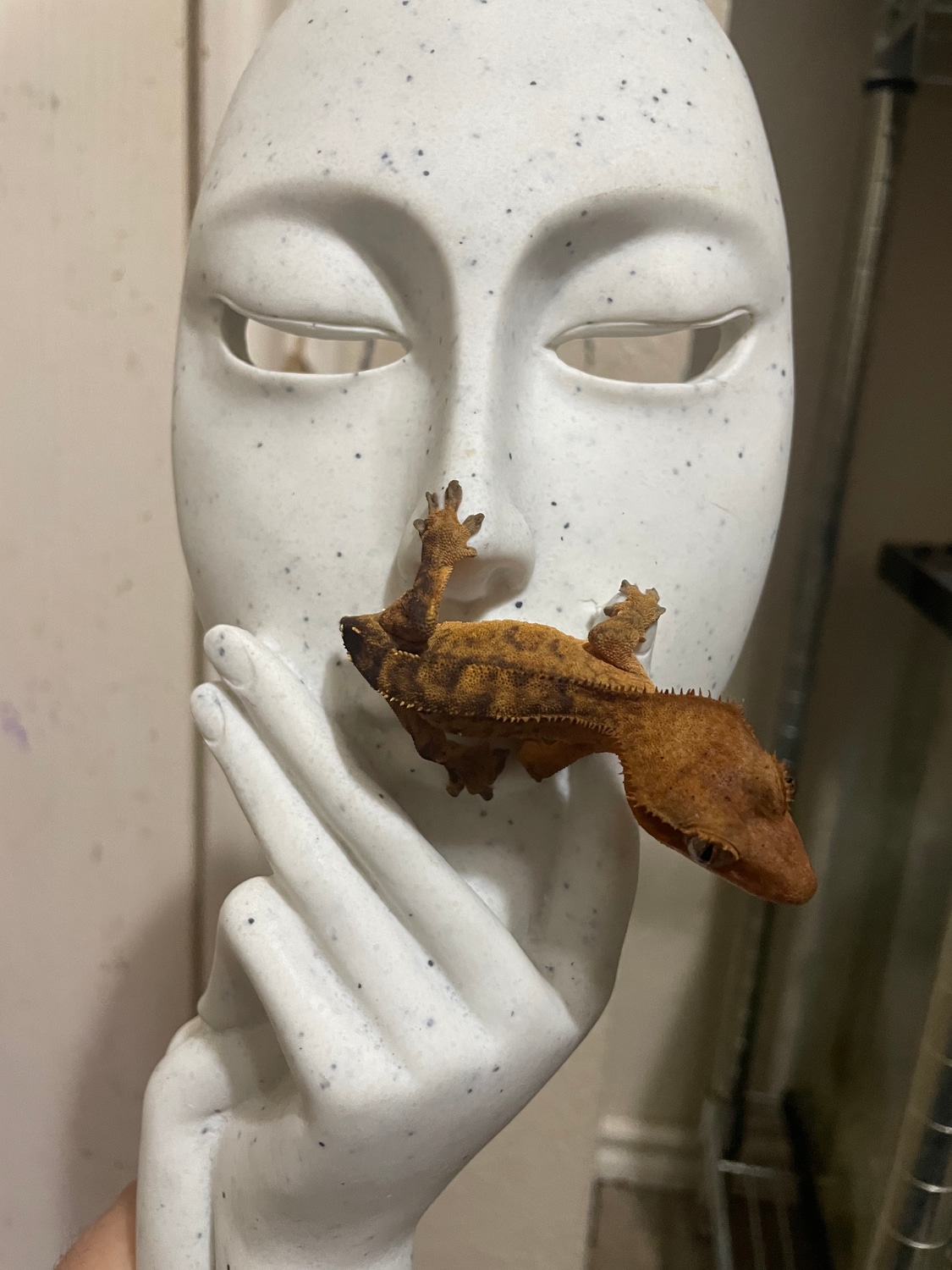 Orange Brindle Crested Gecko by Dragon Mom Exotics MorphMarket