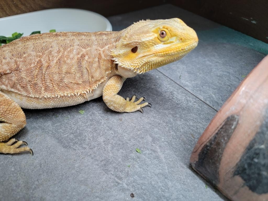 300 Shipped!!! Red Leatherback Het Hypo Het Trans Central Bearded