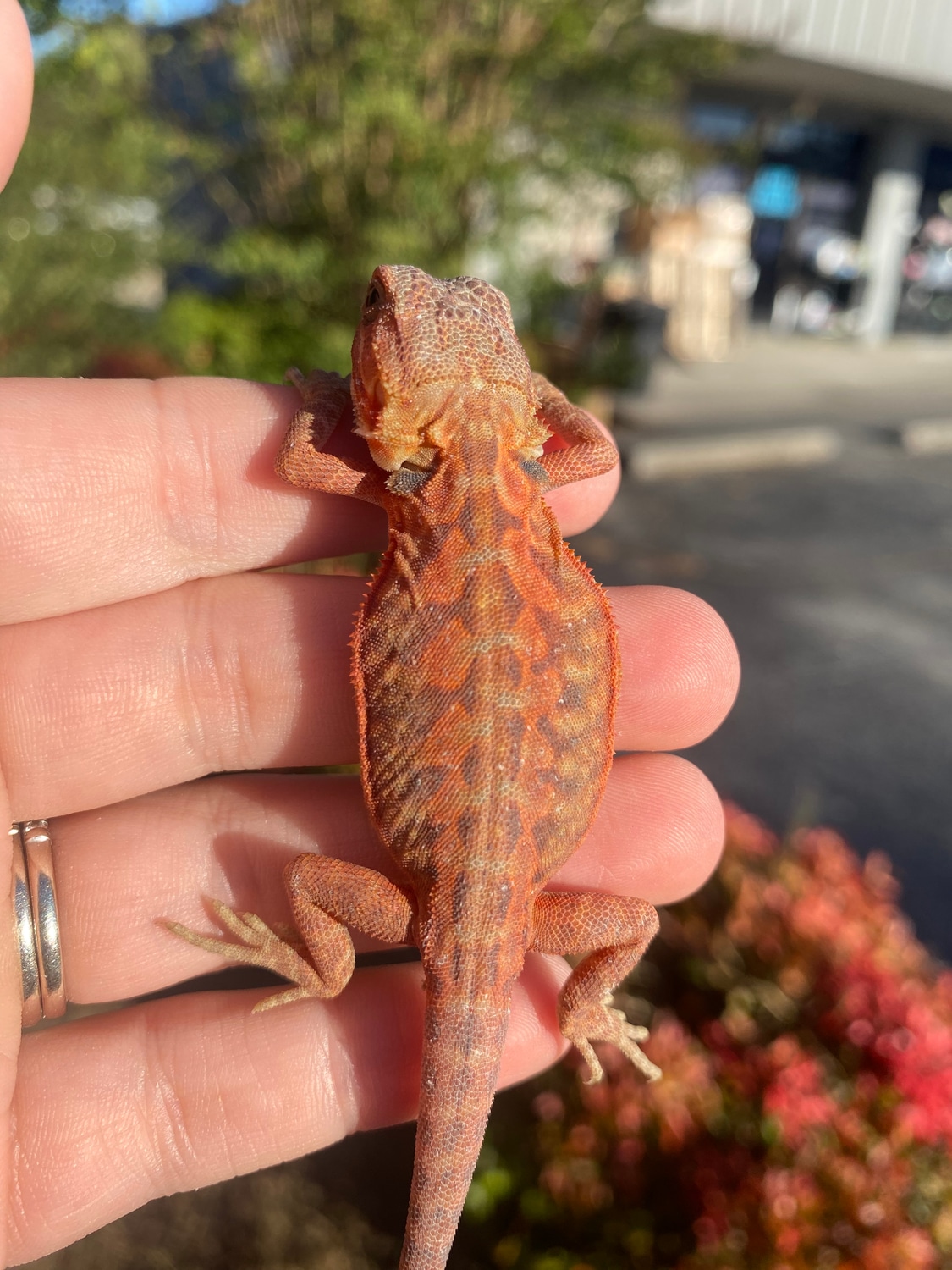 Bearded Dragon Central Bearded Dragon by Dragon Smart MorphMarket