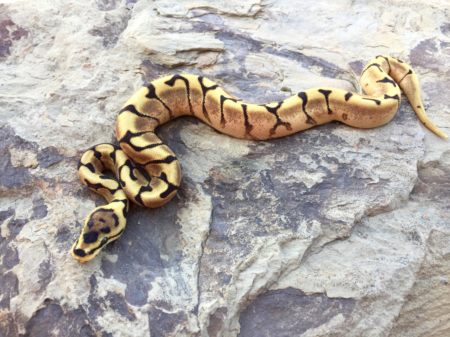 Enchi YellowBelly Spider Ball Python by Dragon Tamer Reptiles MorphMarket