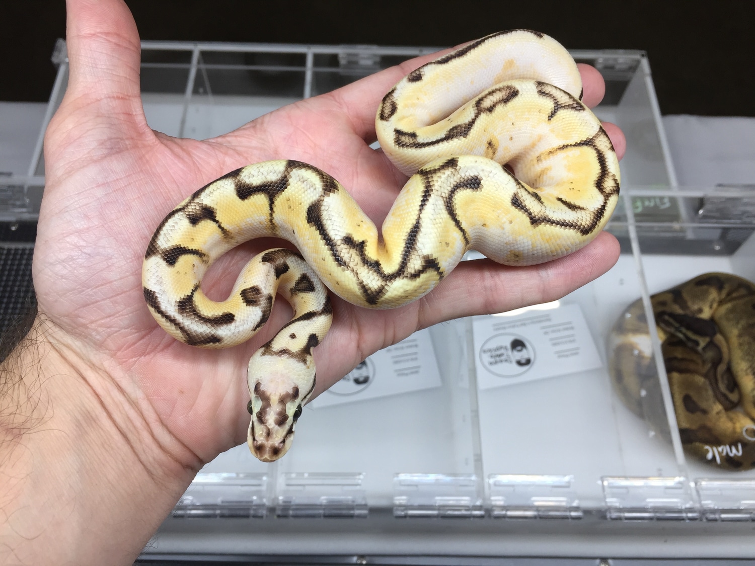 Calibee Ball Python by Dragon Tamer Reptiles - MorphMarket