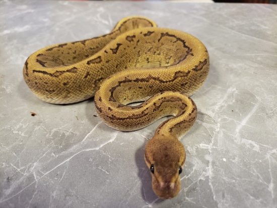 Pinstripe Mahogany Vanilla/Fire Ball Python by Tarheel Exotics