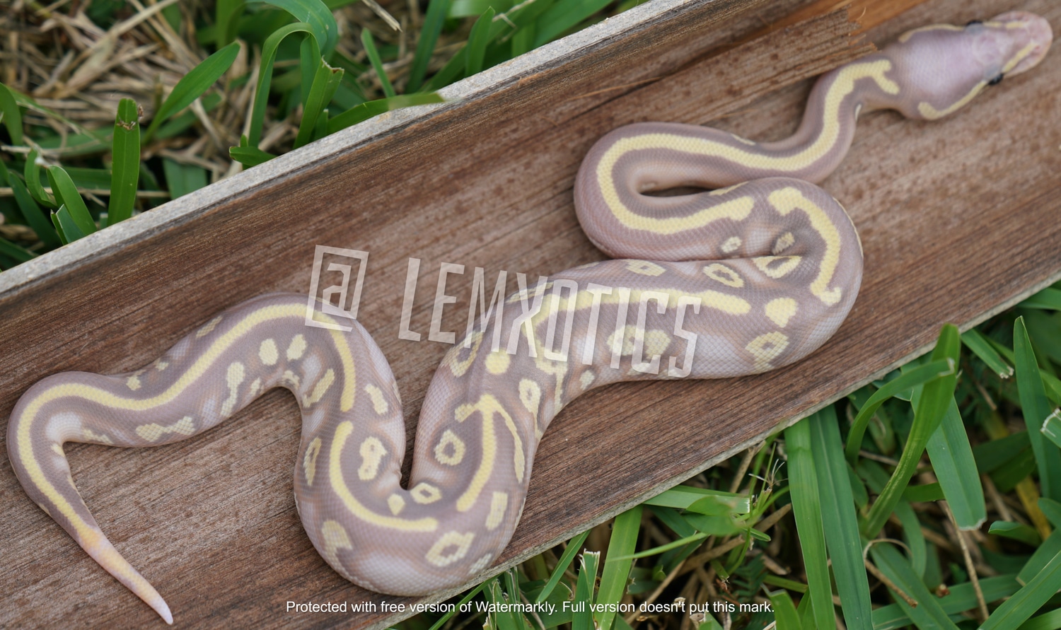 Mojave Banana Yellowbelly Ringer 50% Poss Het Pied Ball Python by LEM ...