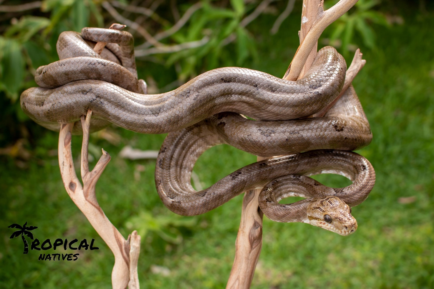 Amazon Tree Boa by Tropical Natives MorphMarket
