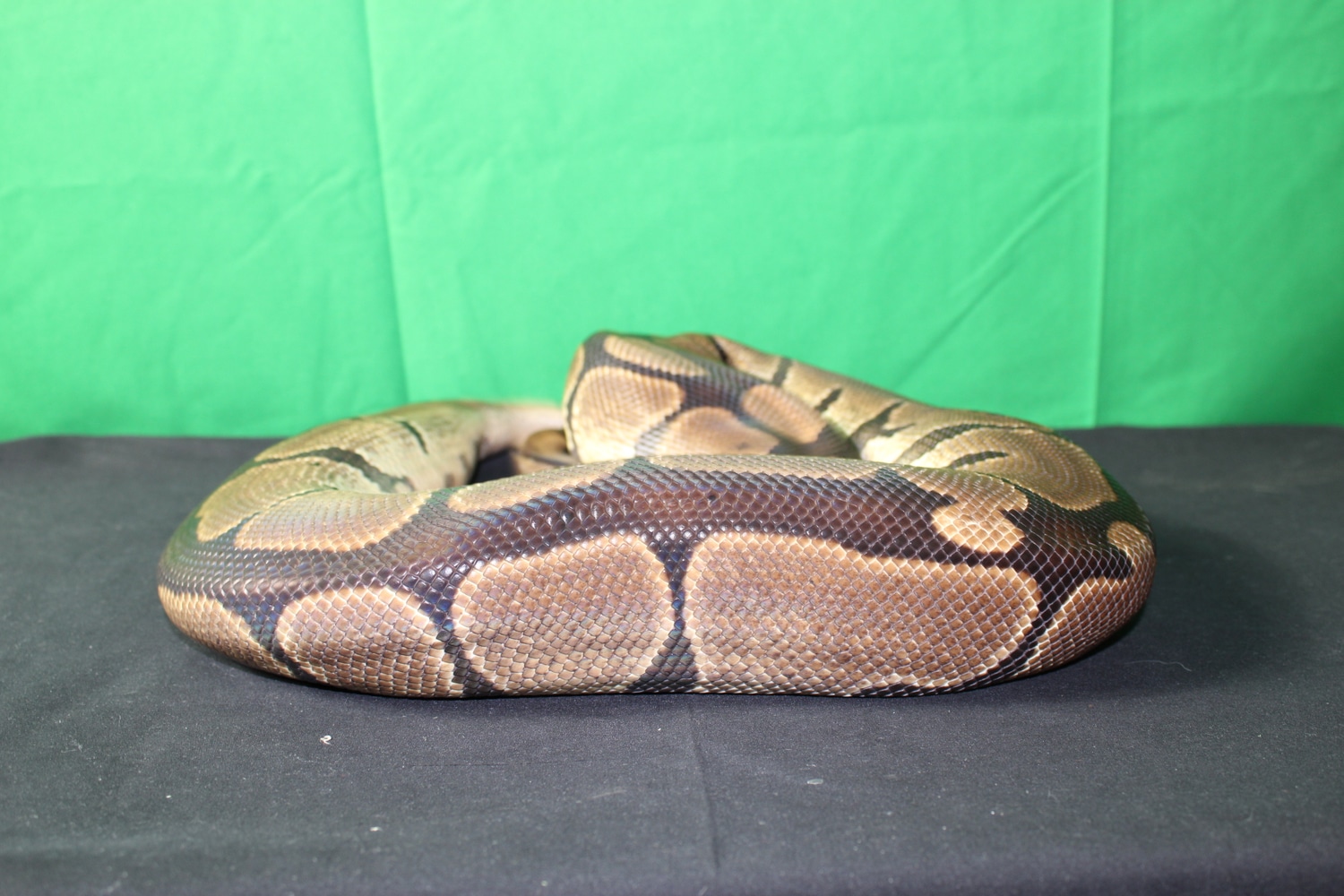 Normal Female Ball Python by Dr. Ball Python MorphMarket